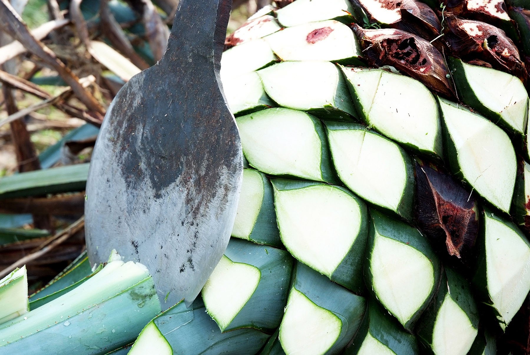 agave plants