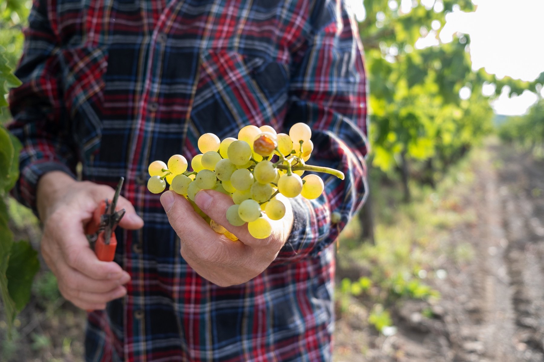 Viognier grapes being harvested