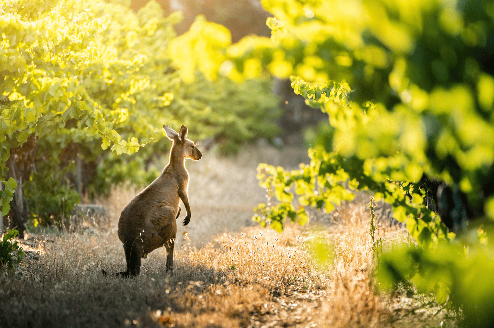 scenic southern australian vineyard