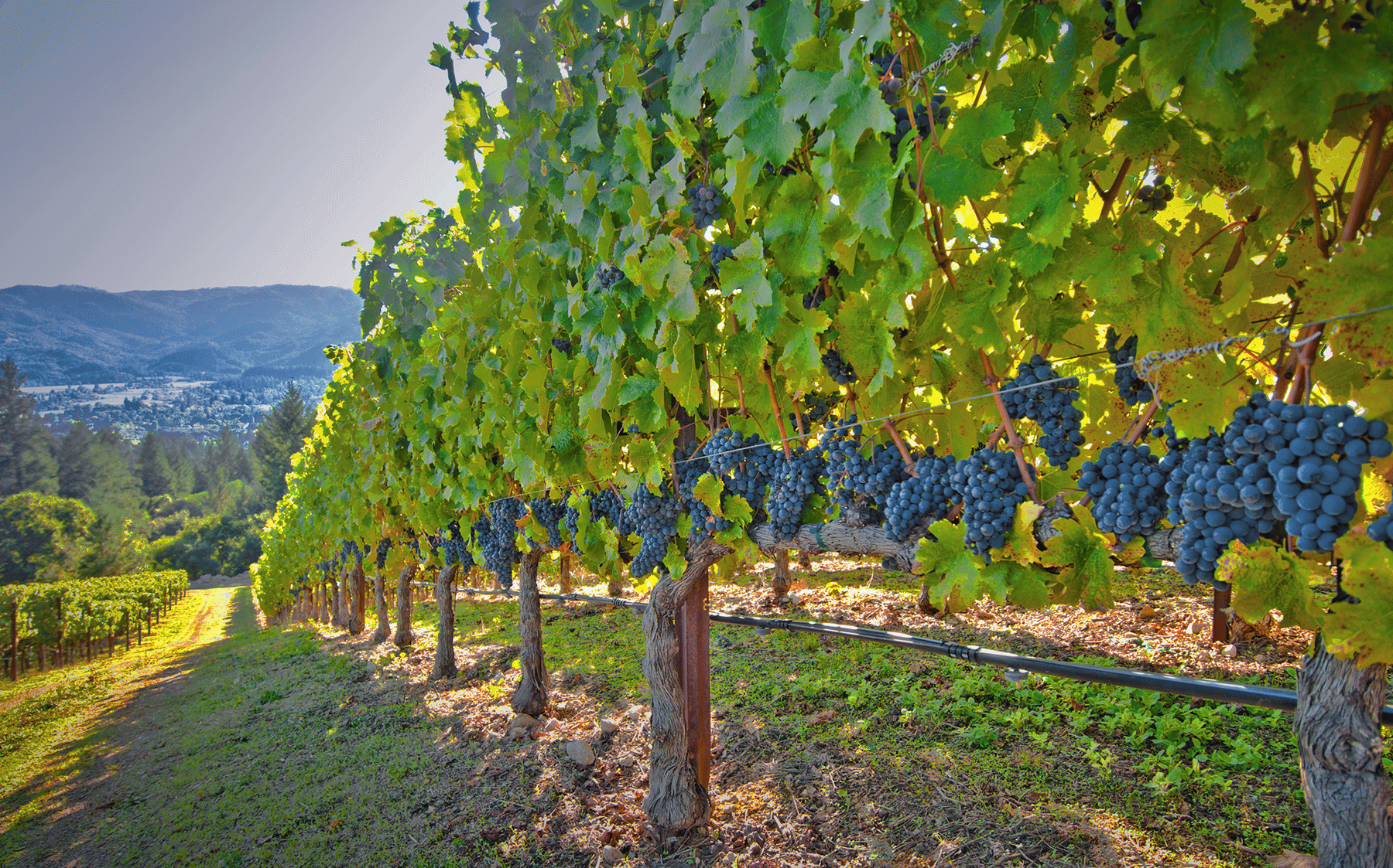 napa valley vineyard