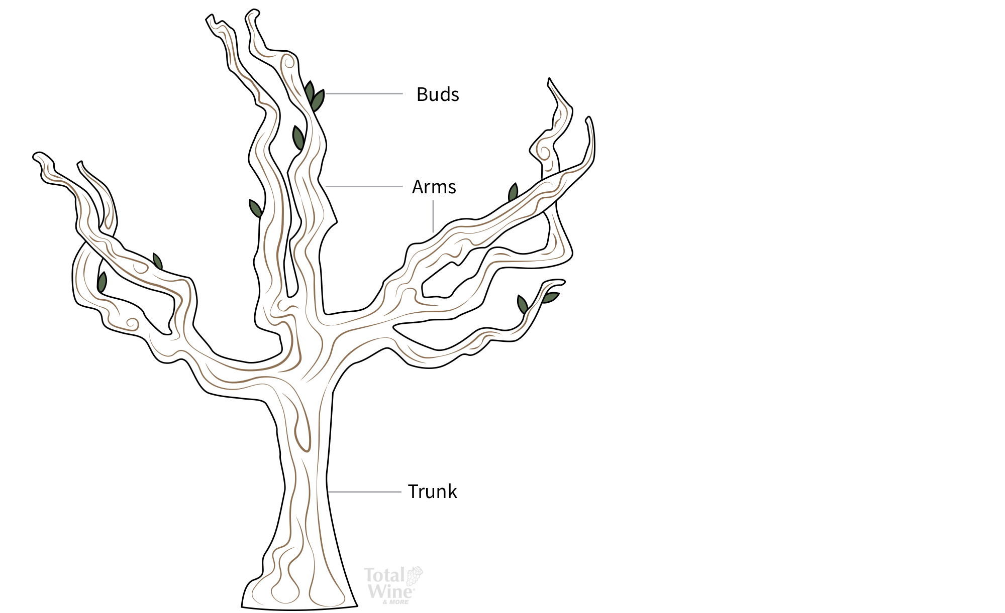 head pruning diagram from bottom to top: trunk, arms, buds