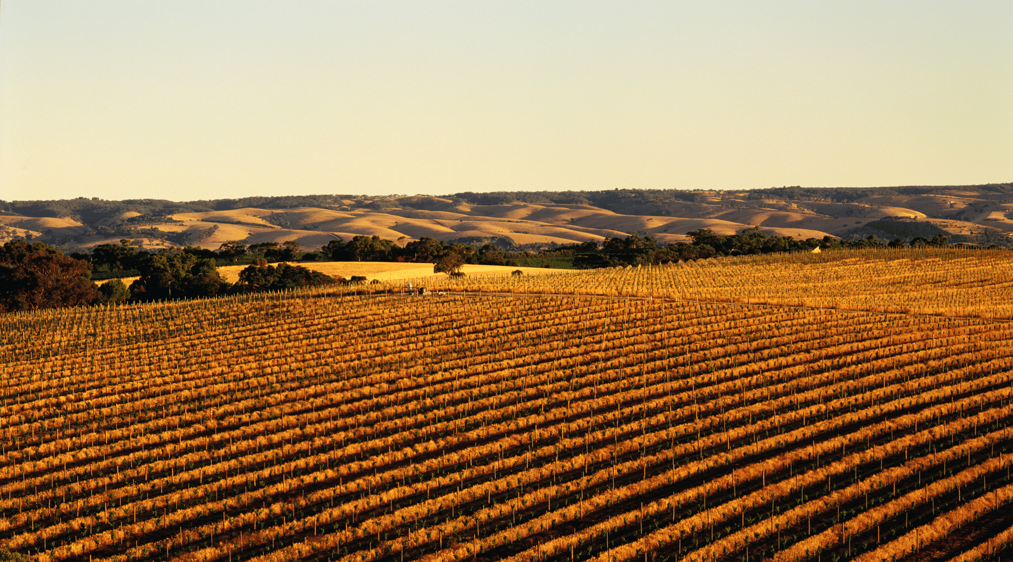 rolling hills of mclaren vale