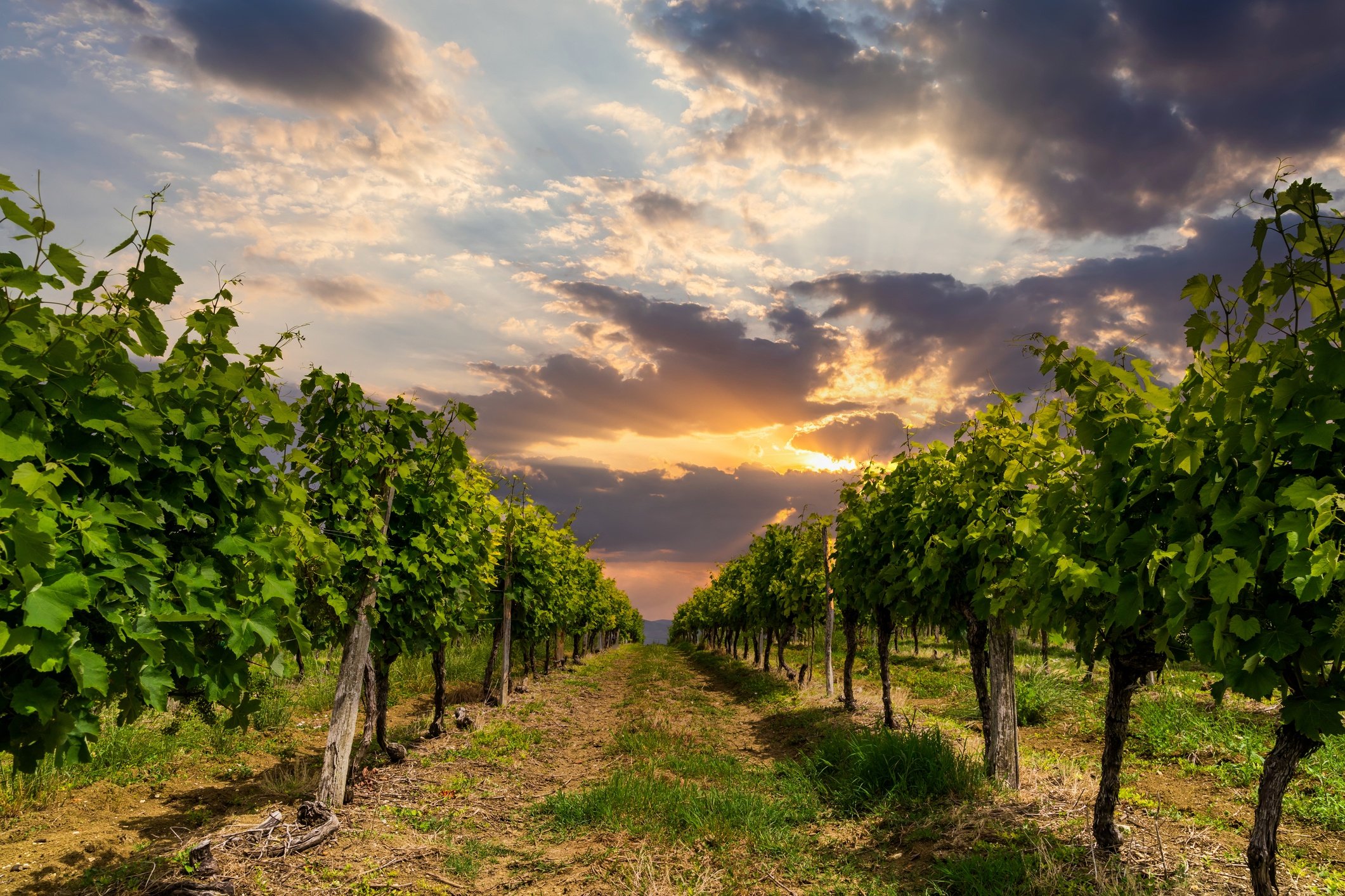 tuscany vineyard