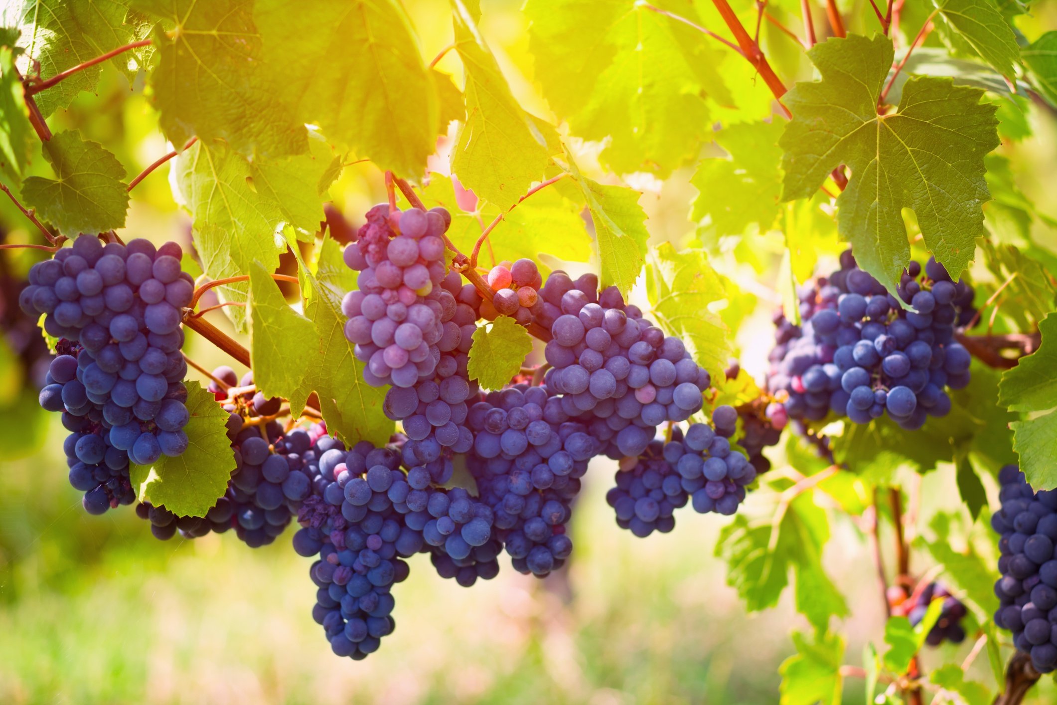 Petit Verdot Grape, Petit Verdot Wine Total Wine & More