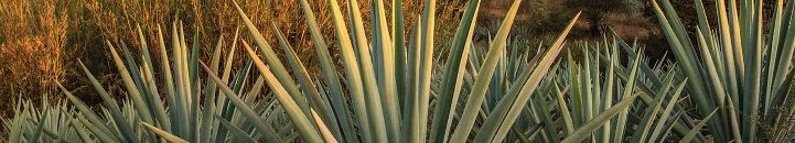 Mezcal